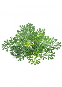 Sow Exotic Medicinal & Culinary Herbs Rue (Ruta Graveolens)