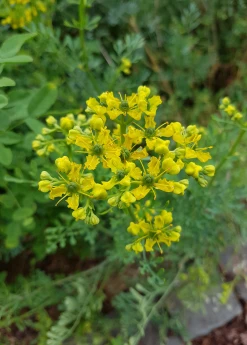 Sow Exotic Medicinal & Culinary Herbs Rue (Ruta Graveolens)