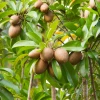 Sow Exotic Sapodilla 'Alano' (Manilkara Zapota) Tropical Fruit & Spice Trees
