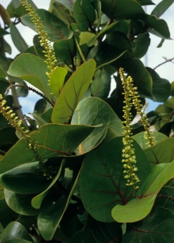 Sow Exotic Sea Grape (Coccoloba Uvifera) 9 Sow Exotic Sea Grape (Coccoloba Uvifera)