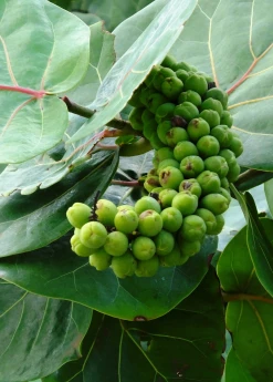 Sow Exotic Sea Grape (Coccoloba Uvifera) 10 Sow Exotic Sea Grape (Coccoloba Uvifera)