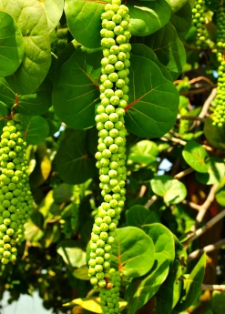Sow Exotic Sea Grape (Coccoloba Uvifera) 11 Sow Exotic Sea Grape (Coccoloba Uvifera)