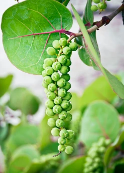 Sow Exotic Sea Grape (Coccoloba Uvifera)