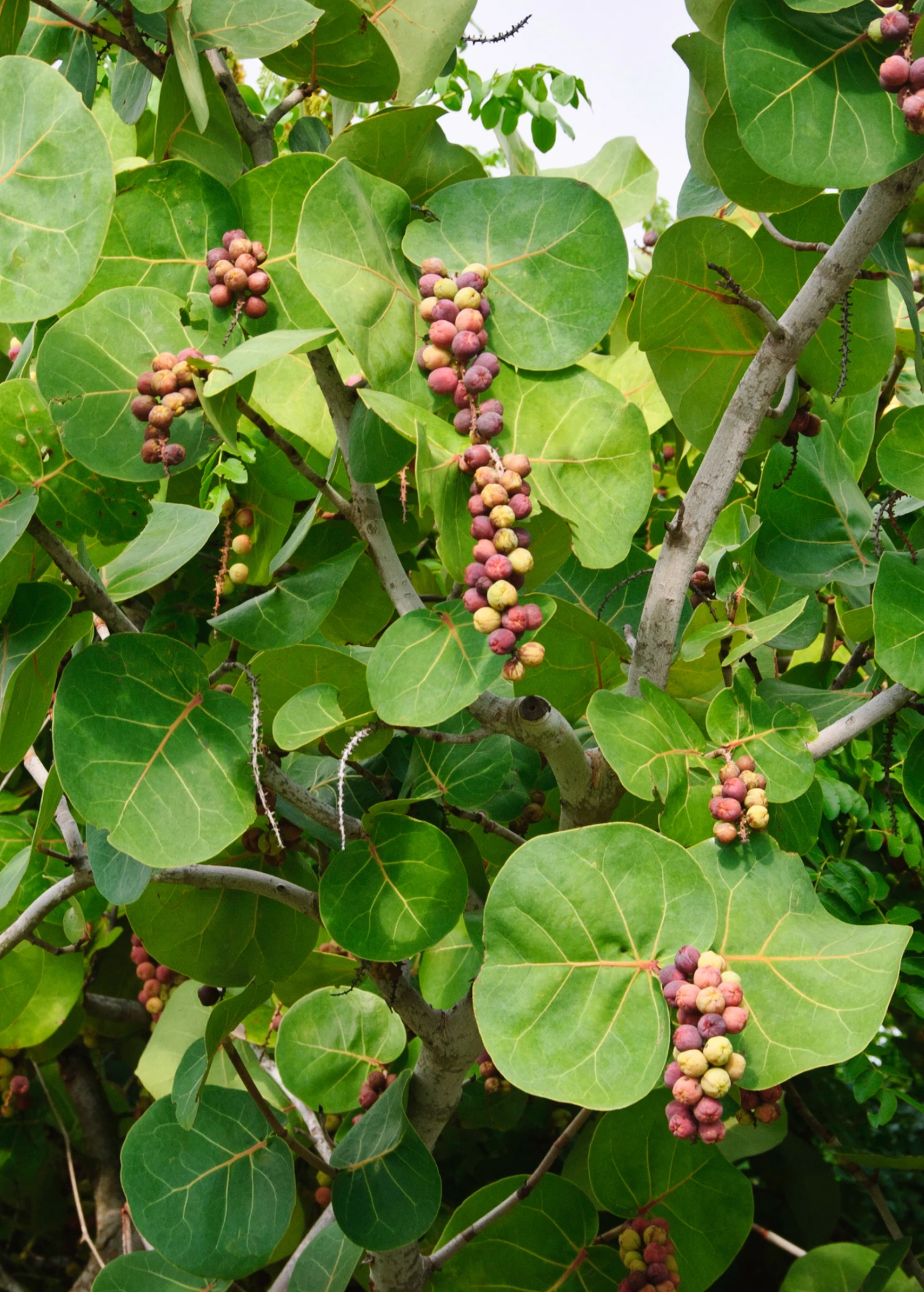 Sow Exotic Sea Grape (Coccoloba Uvifera) 1 Sow Exotic Sea Grape (Coccoloba Uvifera)