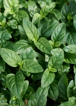 Sow Exotic Self Heal Herb (Prunella Vulgaris) Medicinal & Culinary Herbs 5 Sow Exotic Self Heal Herb (Prunella Vulgaris) Medicinal & Culinary Herbs