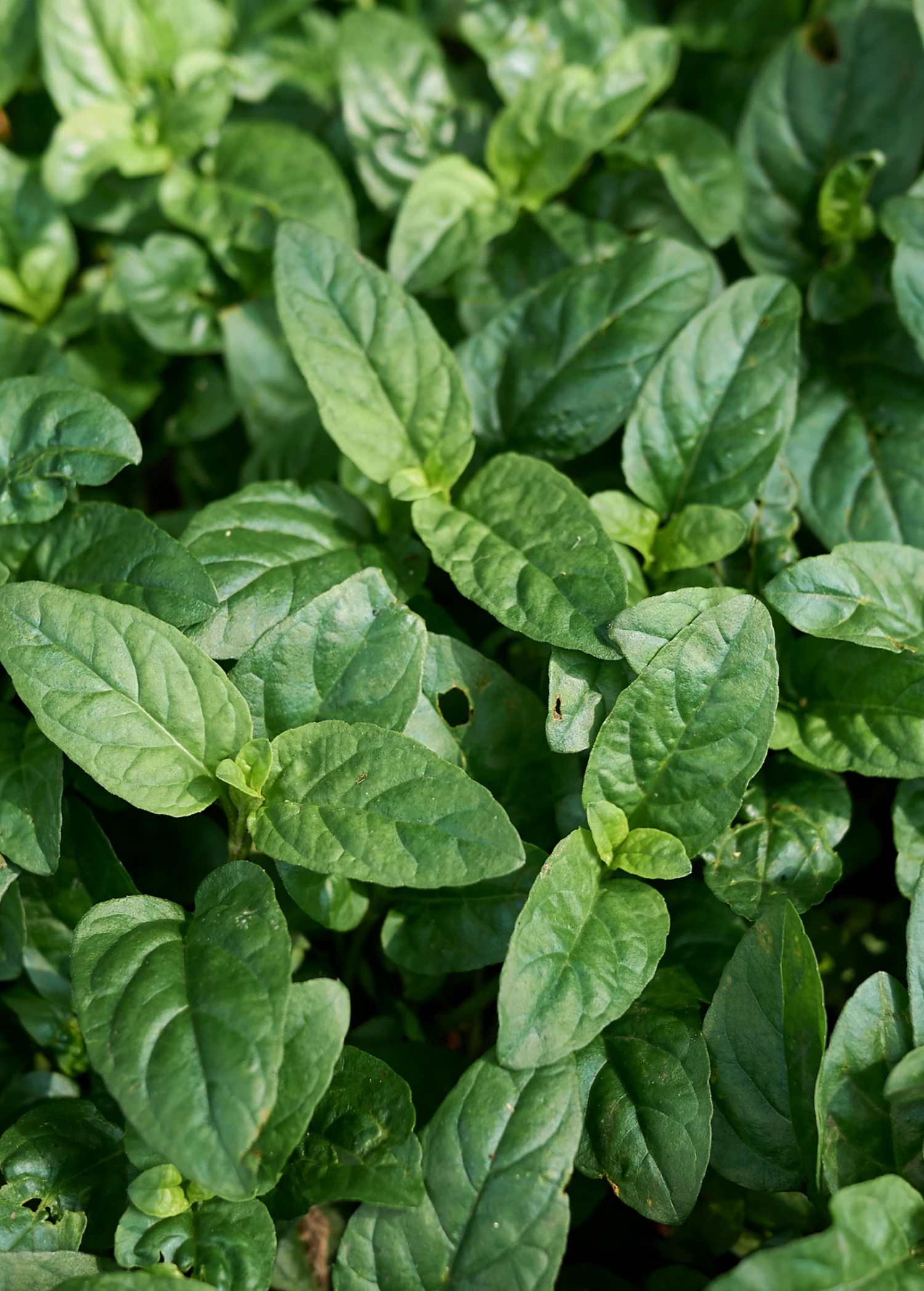 Sow Exotic Self Heal Herb (Prunella Vulgaris) Medicinal & Culinary Herbs 3 Sow Exotic Self Heal Herb (Prunella Vulgaris) Medicinal & Culinary Herbs