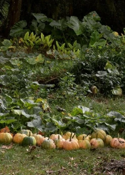 Sow Exotic Seminole Pumpkin (Cucurbita Moschata) Rare Fruiting Plants