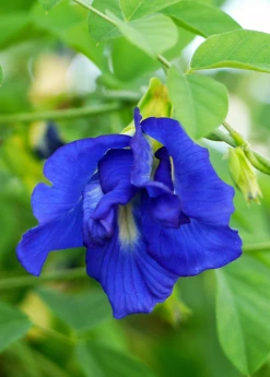 Sow Exotic Butterfly Pea (Clitoria Ternatea) 7 Sow Exotic Butterfly Pea (Clitoria Ternatea)