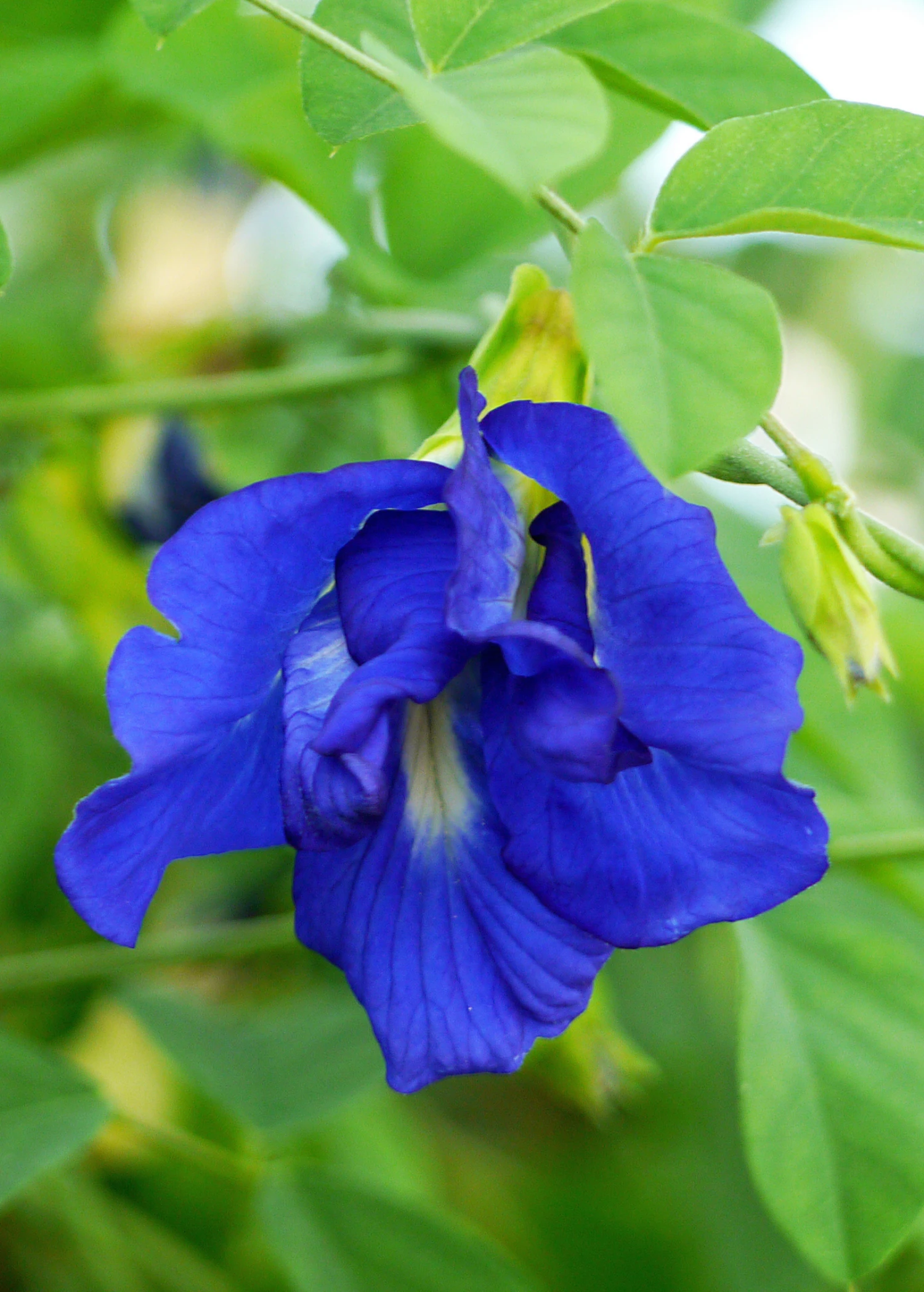 Sow Exotic Butterfly Pea (Clitoria Ternatea) 4 Sow Exotic Butterfly Pea (Clitoria Ternatea)