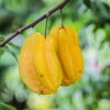 Sow Exotic Tropical Fruit & Spice Trees Star Fruit 'Lara' (Averrhoa Carambola)