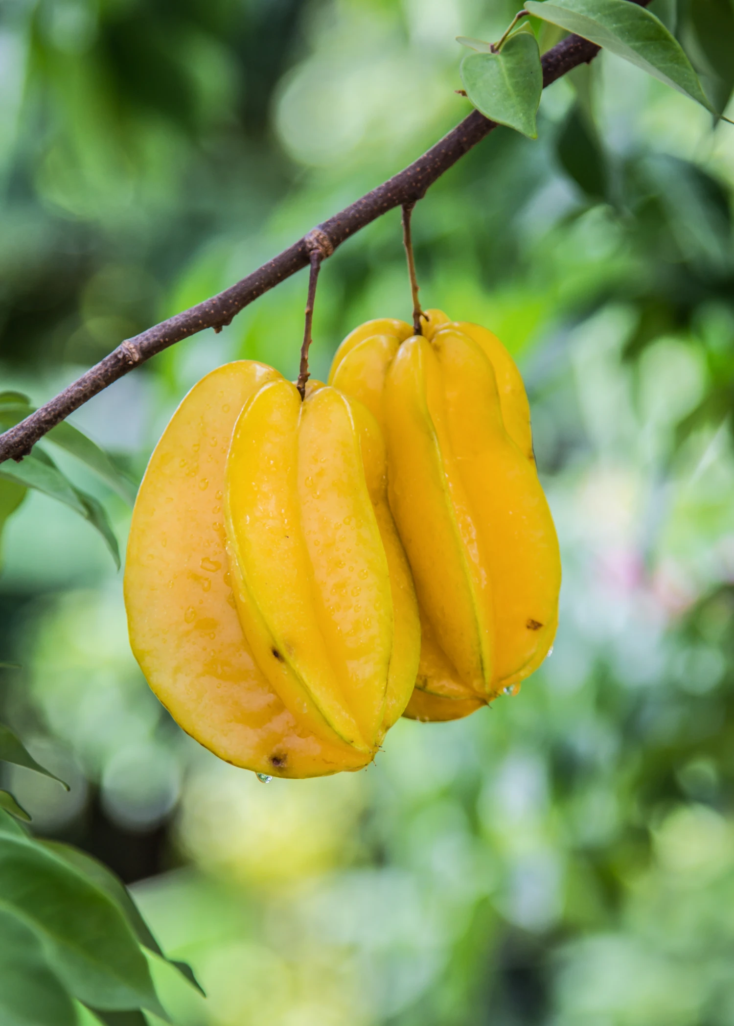 Sow Exotic Tropical Fruit & Spice Trees Star Fruit 'Lara' (Averrhoa Carambola) 1 Sow Exotic Tropical Fruit & Spice Trees Star Fruit 'Lara' (Averrhoa Carambola)