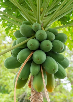 Sow Exotic Papaya, 'Dwarf Red Lady' (Carica Papaya) Tropical Fruit & Spice Trees