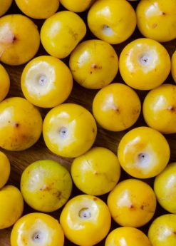 Sow Exotic Nance (Byrsonima Crassifolia) Tropical Fruit & Spice Trees 6 Sow Exotic Nance (Byrsonima Crassifolia) Tropical Fruit & Spice Trees