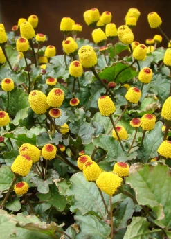 Sow Exotic Electric Daisy Toothache Plant (Spilanthes Acmella) Medicinal & Culinary Herbs