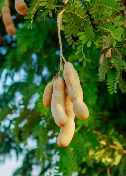 Sow Exotic Tamarind (Tamarindus Indica) Tropical Fruit & Spice Trees