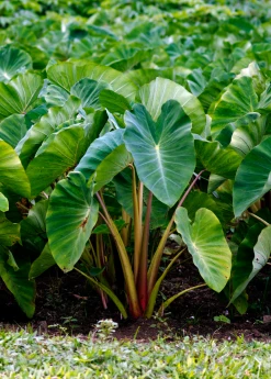 Sow Exotic Taro, Red (Colocasia Esculenta)