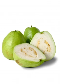Sow Exotic Tropical Fruit & Spice Trees Guava, Thai White (Psidium Guajava)