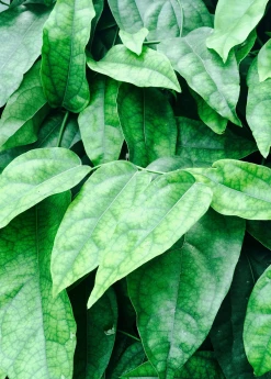 Sow Exotic Yanang, Grass Jelly Vine (Tiliacora Triandra) Medicinal & Culinary Herbs