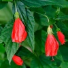Sow Exotic Turk's Cap (Malvaviscus Arboreus)