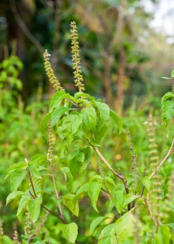 Sow Exotic Tulsi 'Vana' (Ocimum Gratissimum) Medicinal & Culinary Herbs