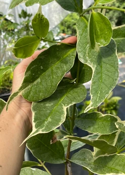 Sow Exotic Tropical Fruit & Spice Trees Malay Apple, Variegated (Syzygium Malaccense)