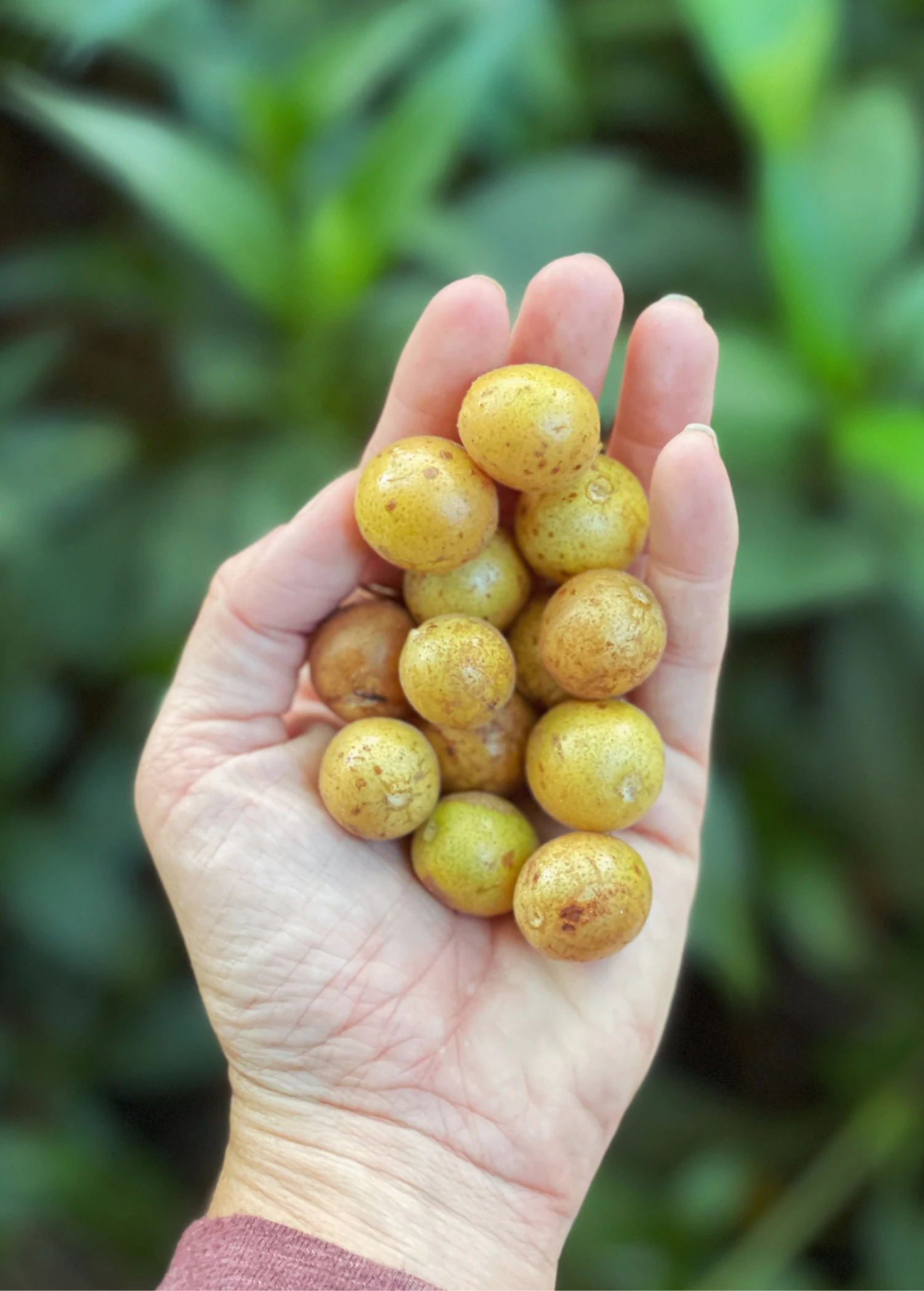 Sow Exotic Wampee (Clausena Lansium) Tropical Fruit & Spice Trees 1 Sow Exotic Wampee (Clausena Lansium) Tropical Fruit & Spice Trees