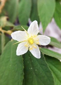 Sow Exotic Strawberry Tree (Muntingia Calabura) Tropical Fruit & Spice Trees