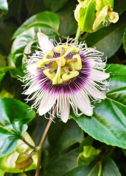 Sow Exotic Rare Fruiting Plants Passion Fruit 'Yellow’ (Passiflora Edulis Flavicarpa)