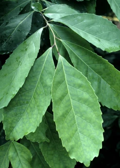 Sow Exotic Yerba Mate (Ilex Paraguariensis) Medicinal & Culinary Herbs