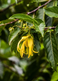 Sow Exotic Ylang Ylang (Cananga Odorata)