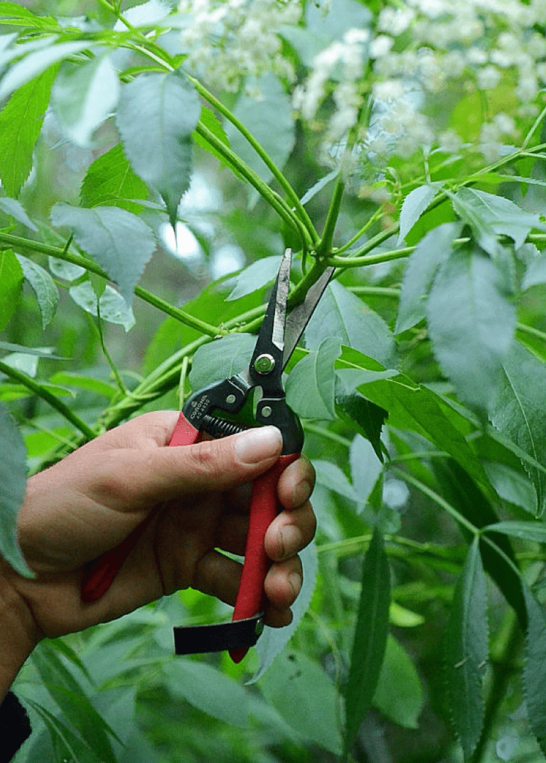 Deals Sow Exotic Store -Deals Sow Exotic Store Sow Exotic Harvest Snips by Corona 768x1073 min